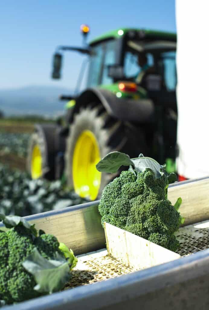 Harvest broccoli in farm with tractor and conveyor. Workers pick