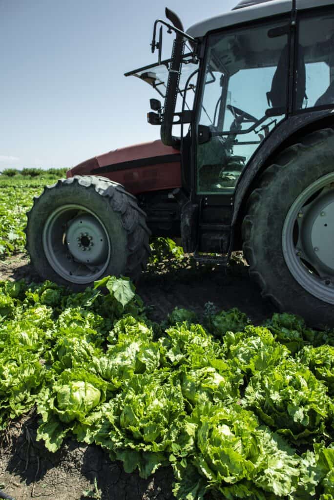 Tractor in lettuce iceberg farm. Harvest Lettuce iceberg
